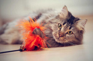 The-Purr-fect-Playtime-Guide-Cat-Toys