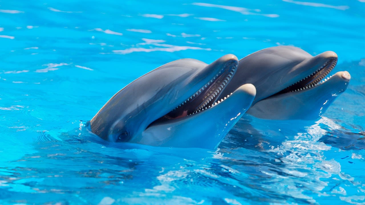 Remarkably-Bright-Creatures-Dolphin-Intelligence 